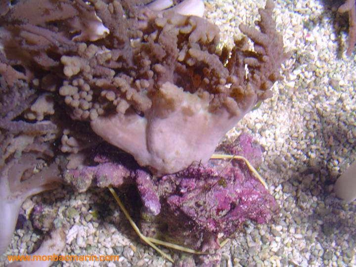 Bouture corail sinularia