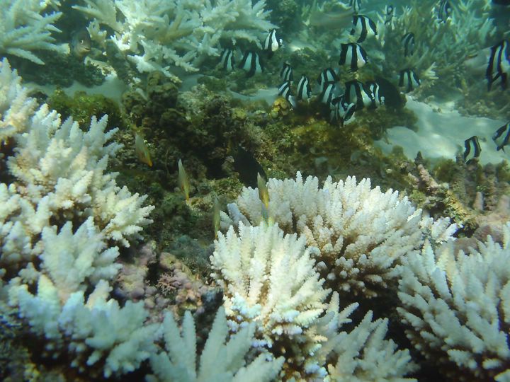 Coraux morts de l'le Maurice