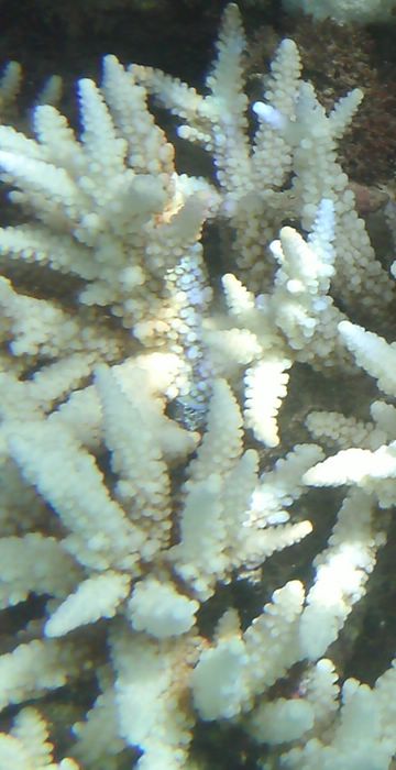 Corail blanchit de l'le Maurice