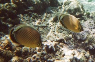 Poissons de tahiti