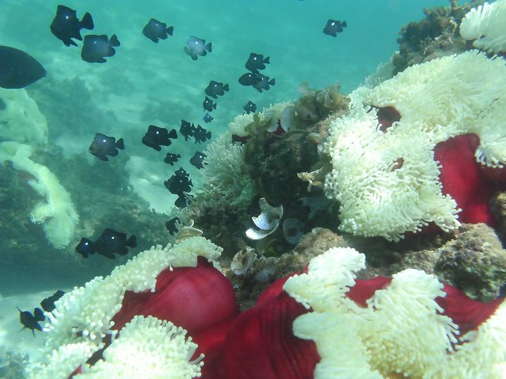 Anemones ile Maurice