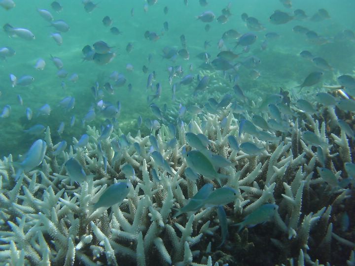 Poissons demoiselles ile Maurice