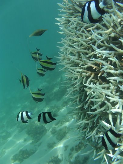 Poissons Zanclus Cornutus Ile Maurice