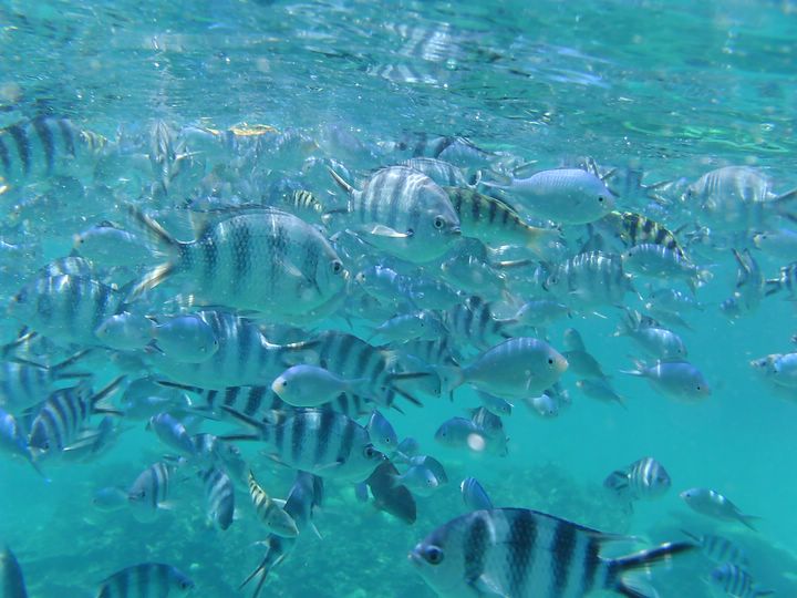 Poissons Demoiselles rayes Ile Maurice