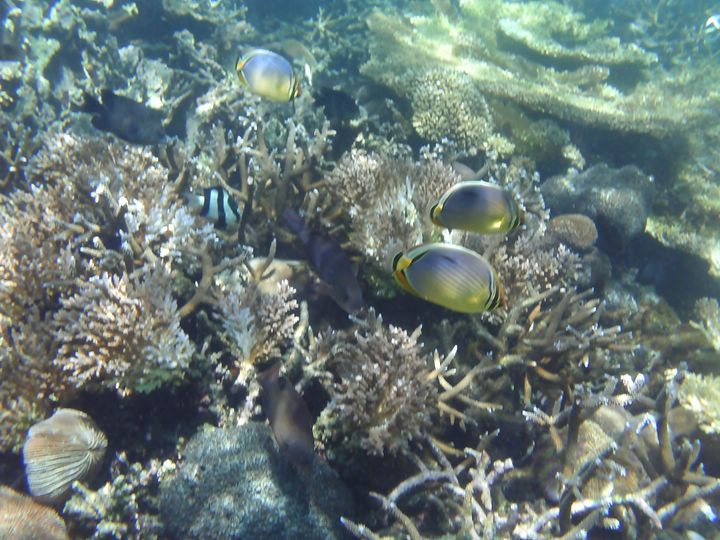 Poissons Chaetodons de l'le Maurice