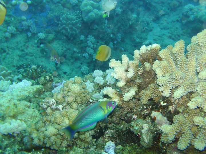 Poissons Thalassoma Ile Maurice