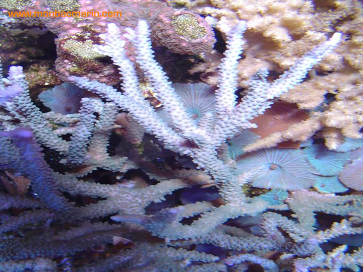 Acropora bleu