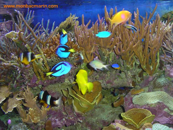 Groupe de poissons