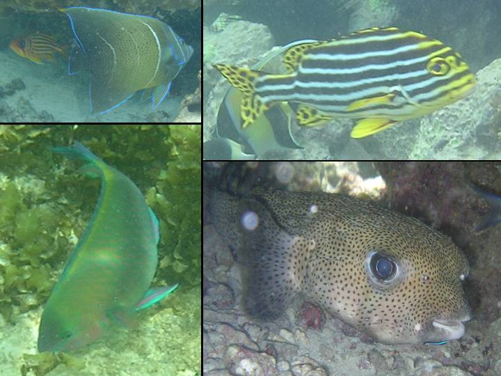 Poissons des Seychelles