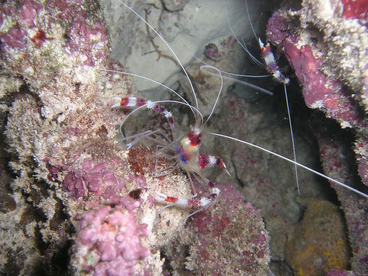 Crevettes Seychelles
