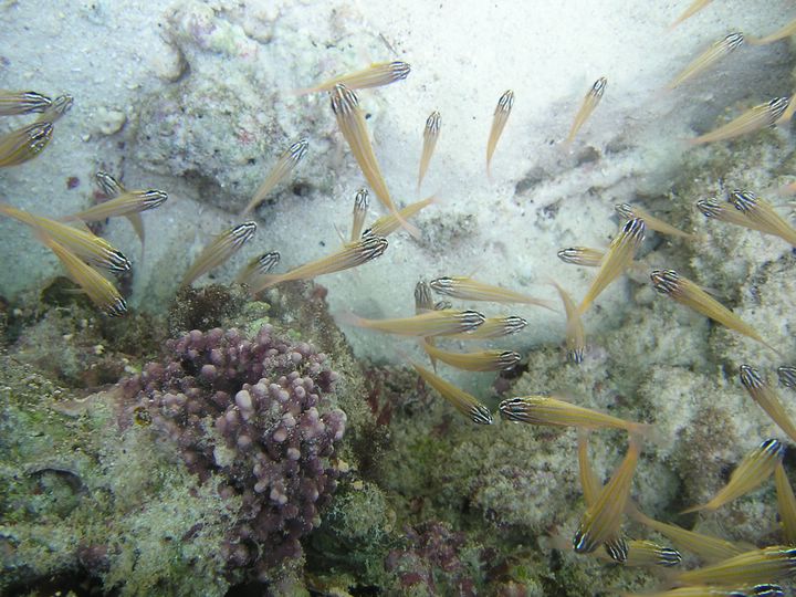 Apogons des Seychelles