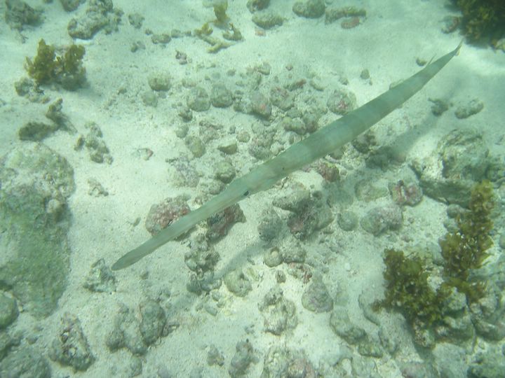 Poisson flte des Seychelles