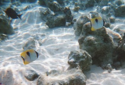 Poissons Chaetodons de Tahiti