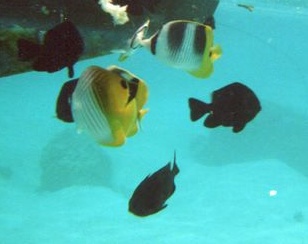 Poissons au bord du bateau  Tahiti