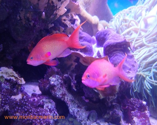 Anthias