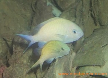 Chromis viridis