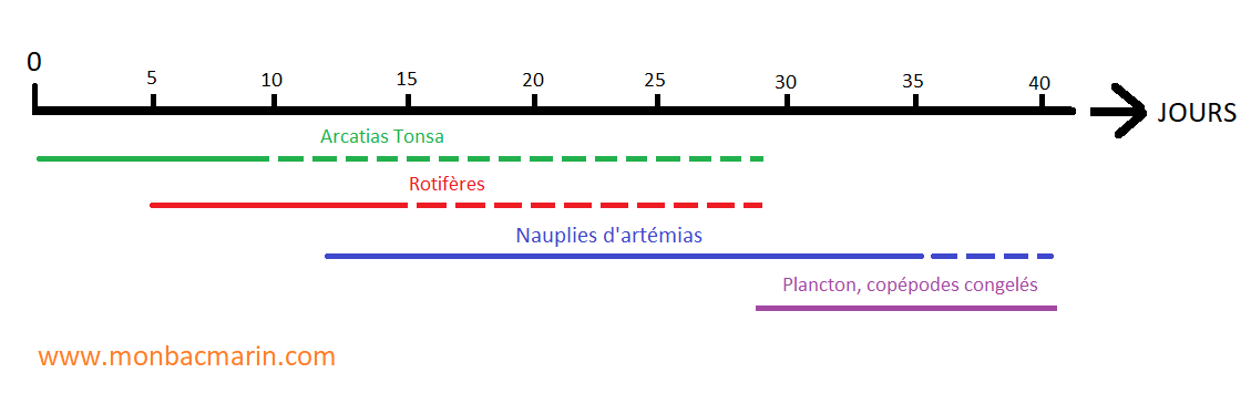 Planning d'alimentation des Chrysiptera