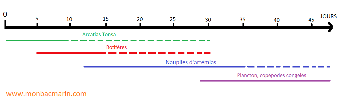 Planning d'alimentation des demoiselles Pomacentrus