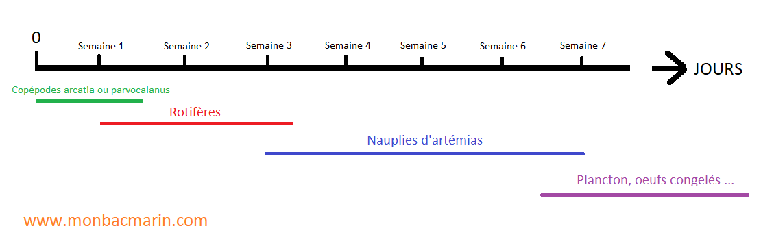 Planning d'alimentation des alevins d'apogons pyjamas