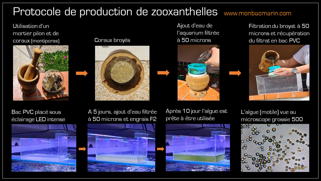 Protocole de production de Zooxanthelles