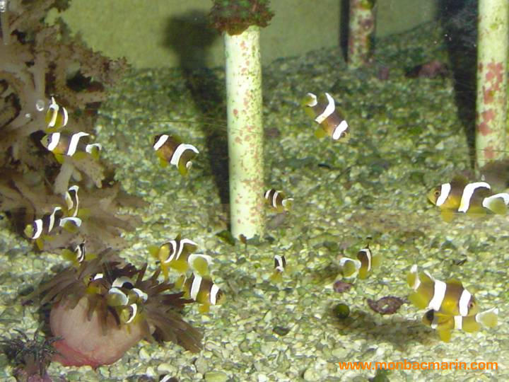 Jeunes Amphiprions clarkii