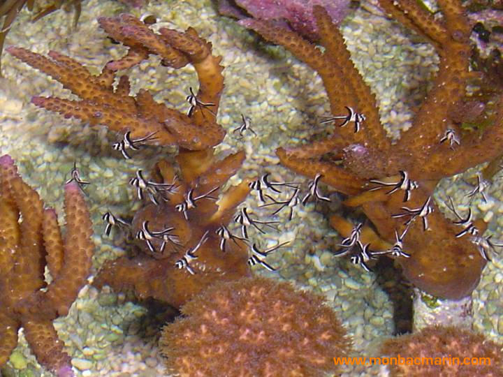 Alevins de Ptrapogons Kaudernis dans le refuge