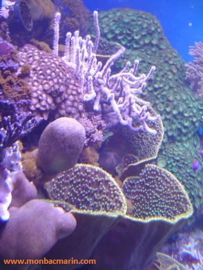 vue 2 de mon nouvel aquarium